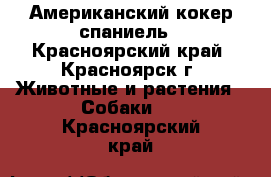 Американский кокер спаниель - Красноярский край, Красноярск г. Животные и растения » Собаки   . Красноярский край